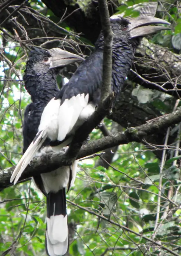 Matobo National Park bird Watching