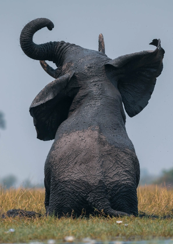 Okavango Delta Wildlife