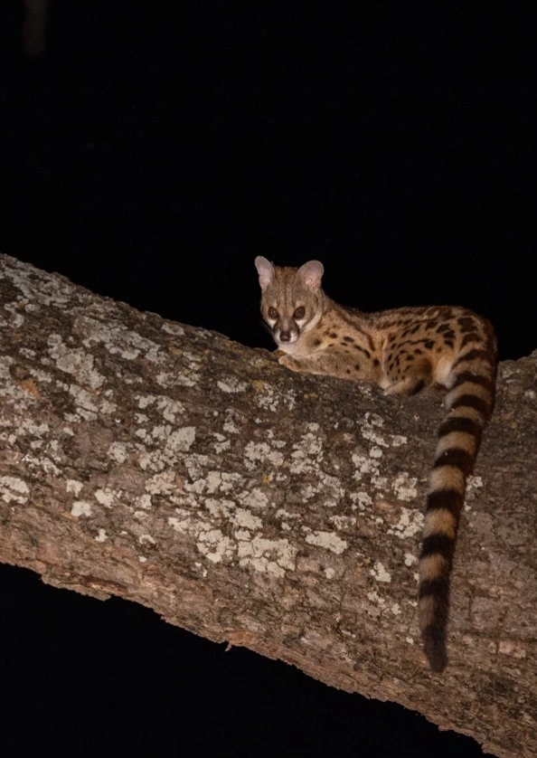 South Luangwa National Park Night Safari