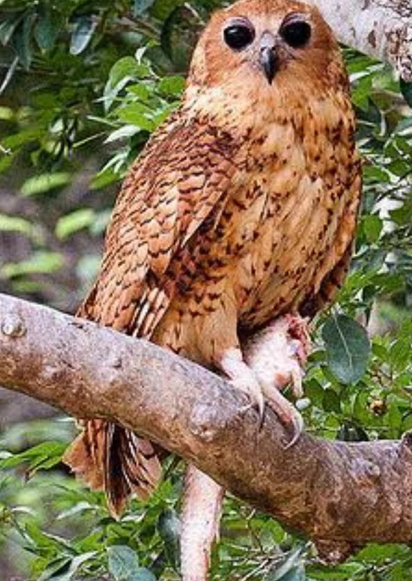 South Luangwa National Park Bird Safari