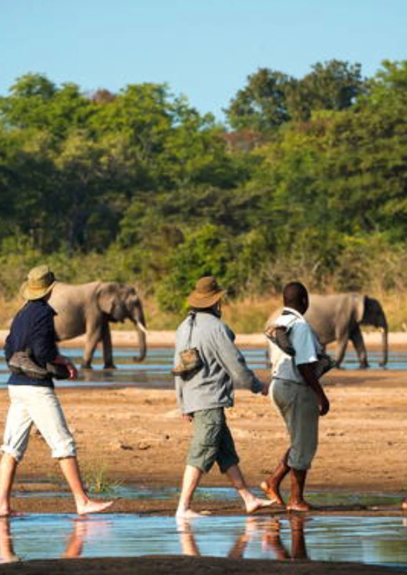 South Luangwa National Park with Guide