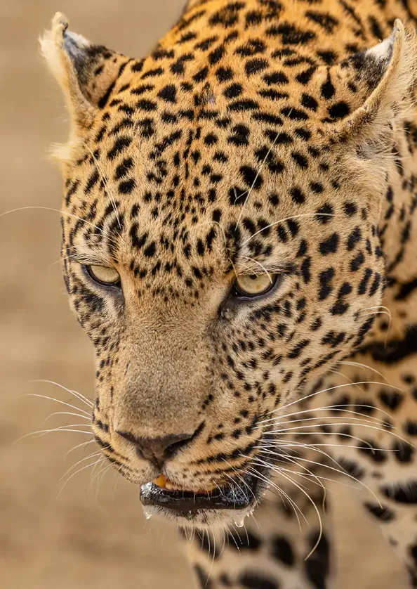South Luangwa National Park Photography