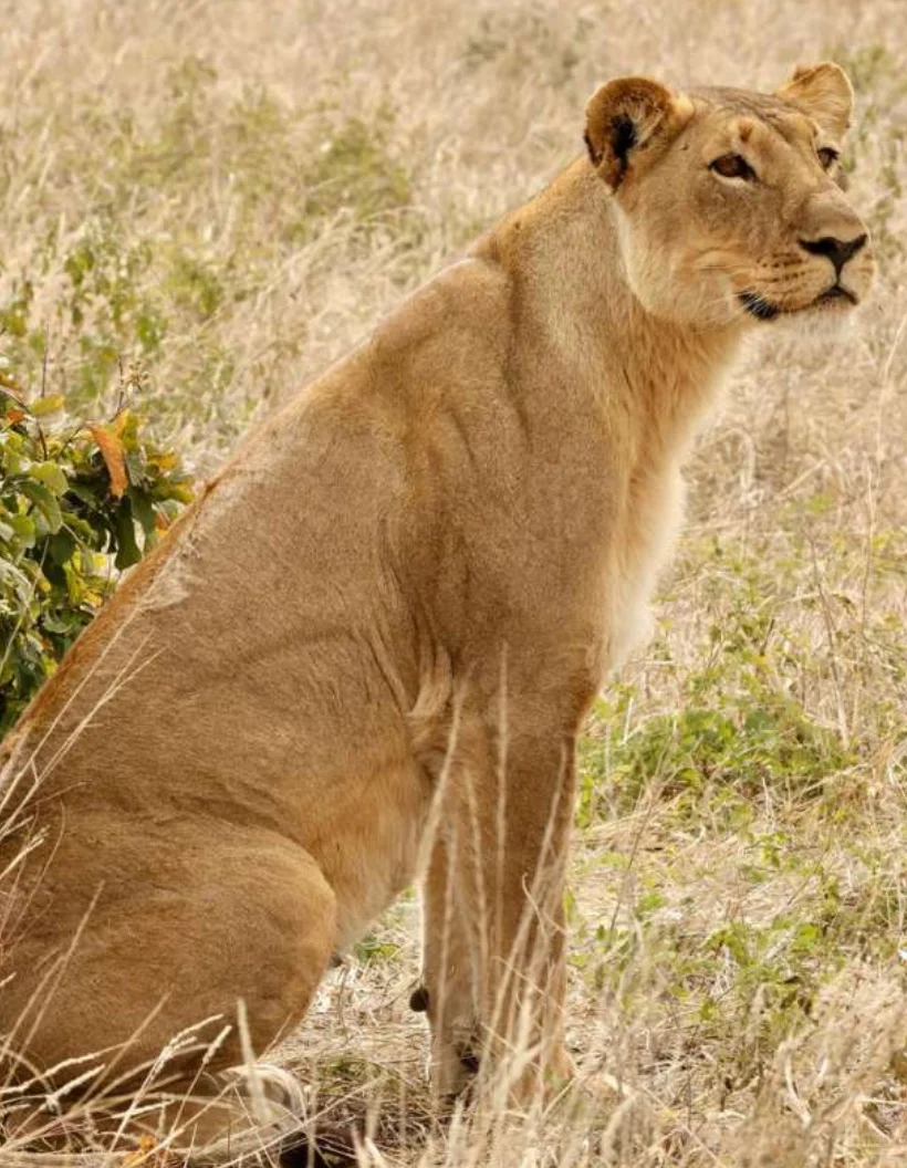 Lion Walks