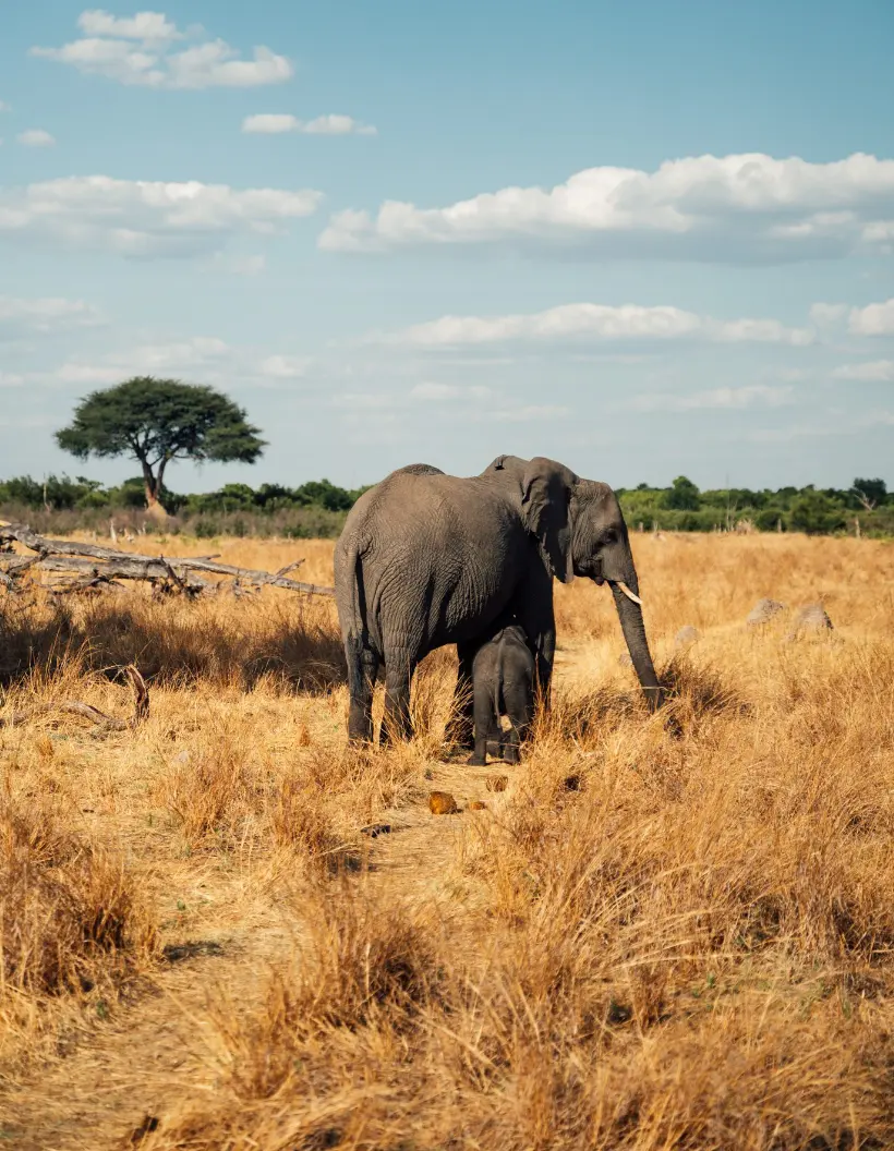 Elephant Interaction