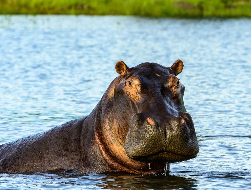 Zambezi National Park Wildlife