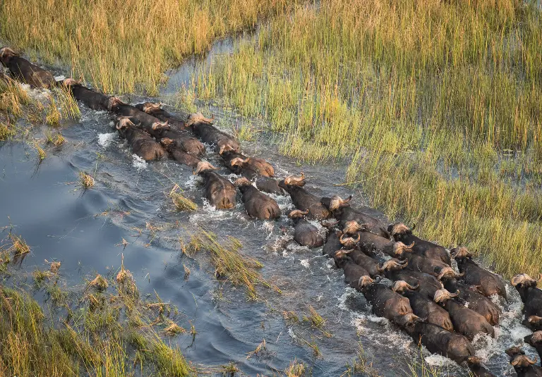 Victoria Falls to Okavango – 9 Days
