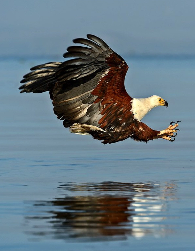 Zambezi River Birdlife