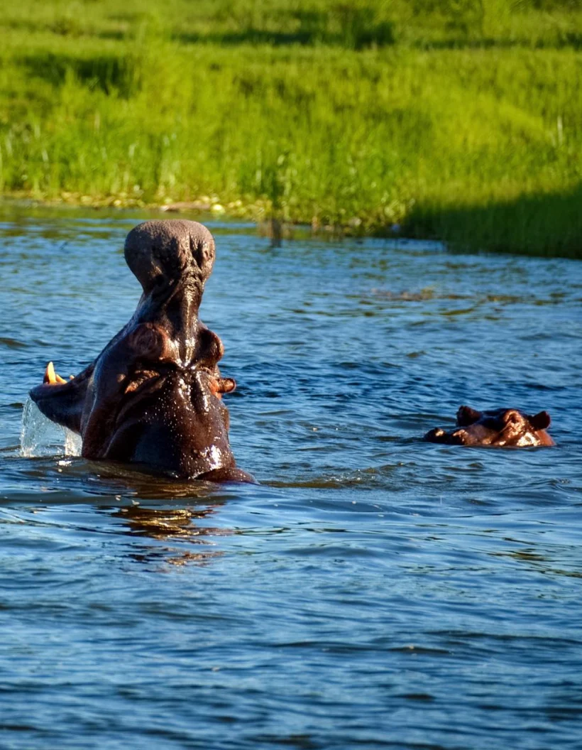 Zambezi River Wildlife