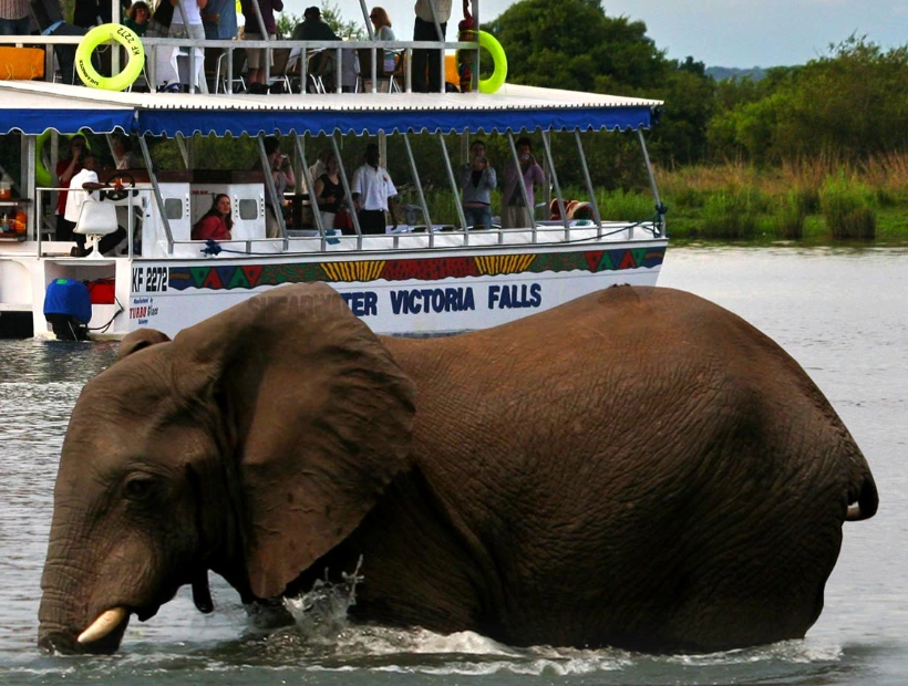Zambezi River Wildlife