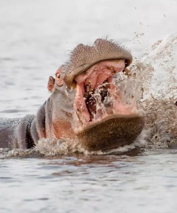 Zambezi River Wildlife
