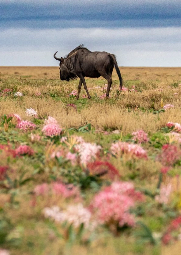 Zambia Wildlife