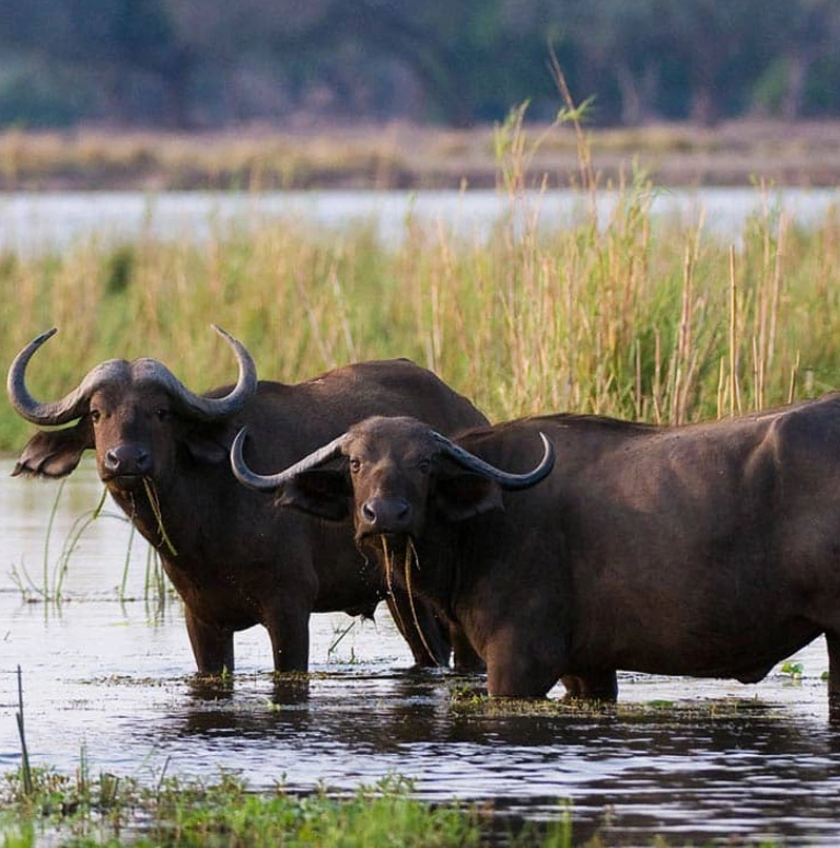 Zambia Wildlife