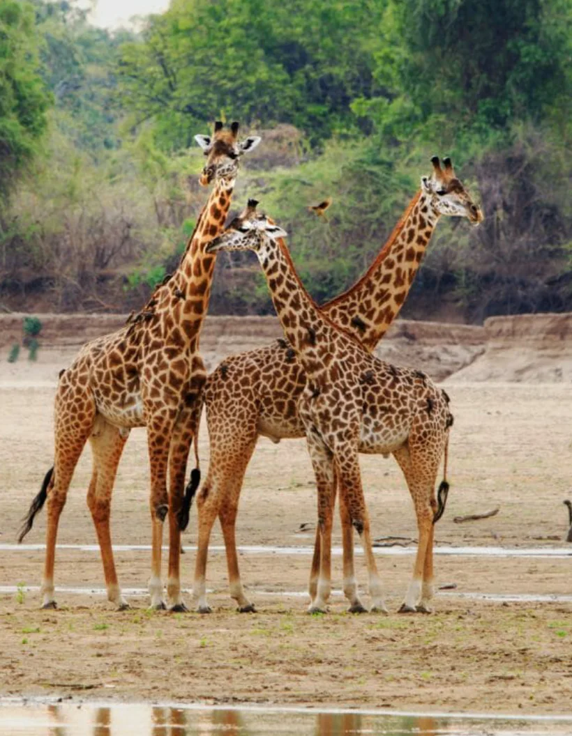 Zambia Wildlife