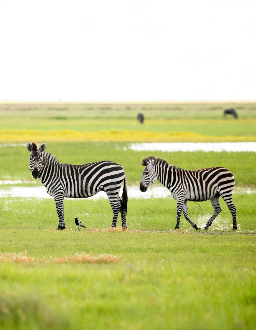 Zambia Wildlife