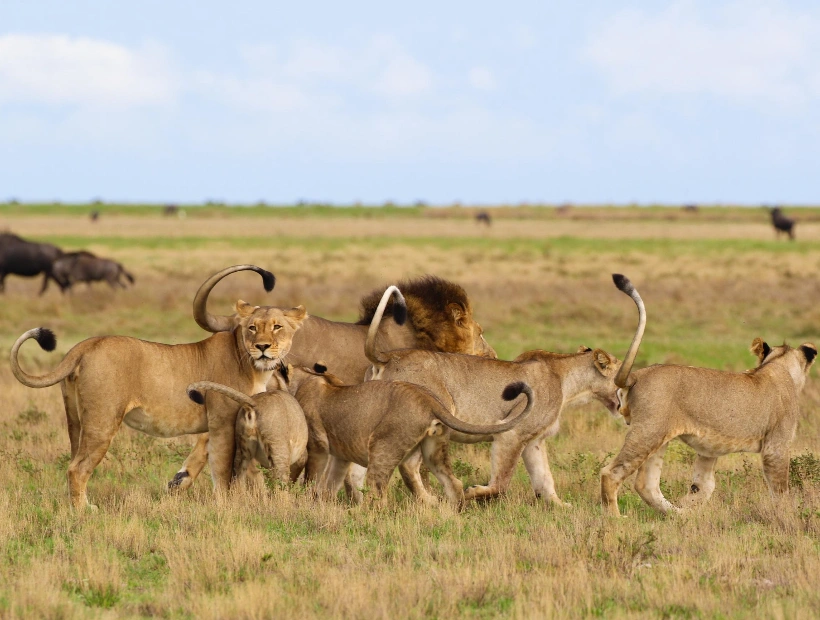 Zambia Wildlife