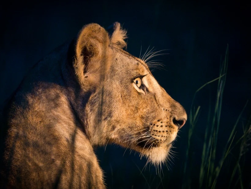 Zambia Travel Guides Wildanimal
