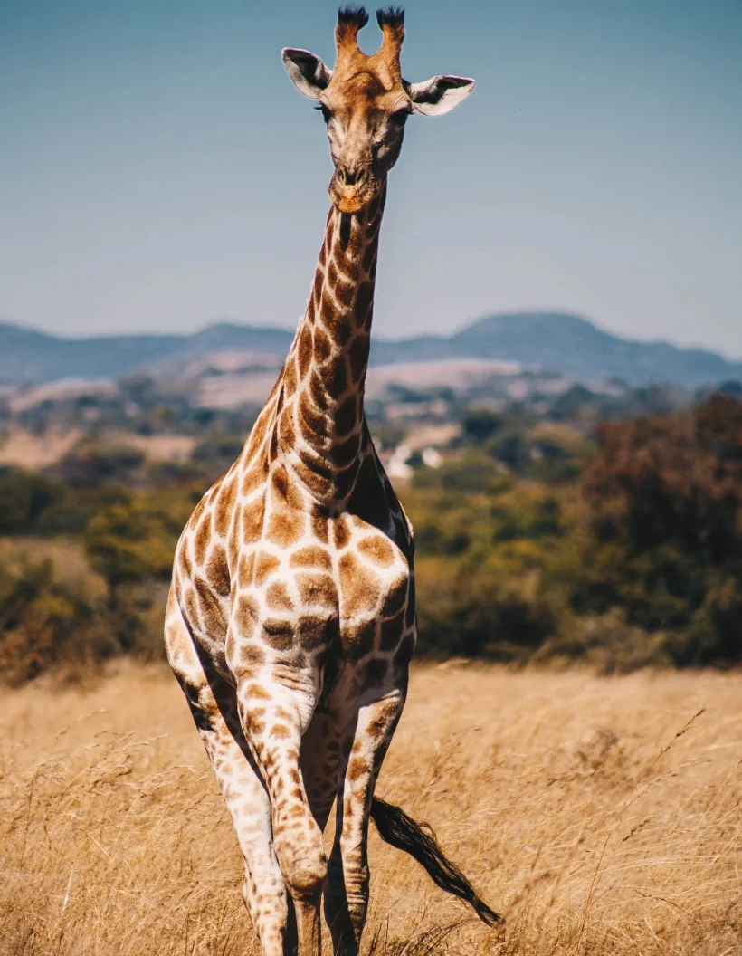 Zambia Travel Guides Wildanimal
