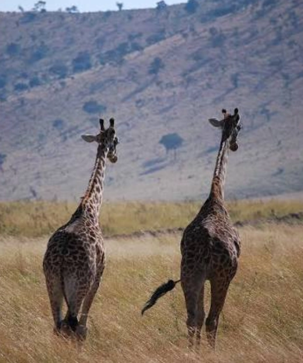 Zambia Travel Guides Wildanimal