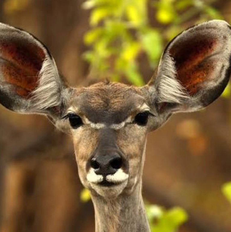 Zambia Travel Guides Wildanimal