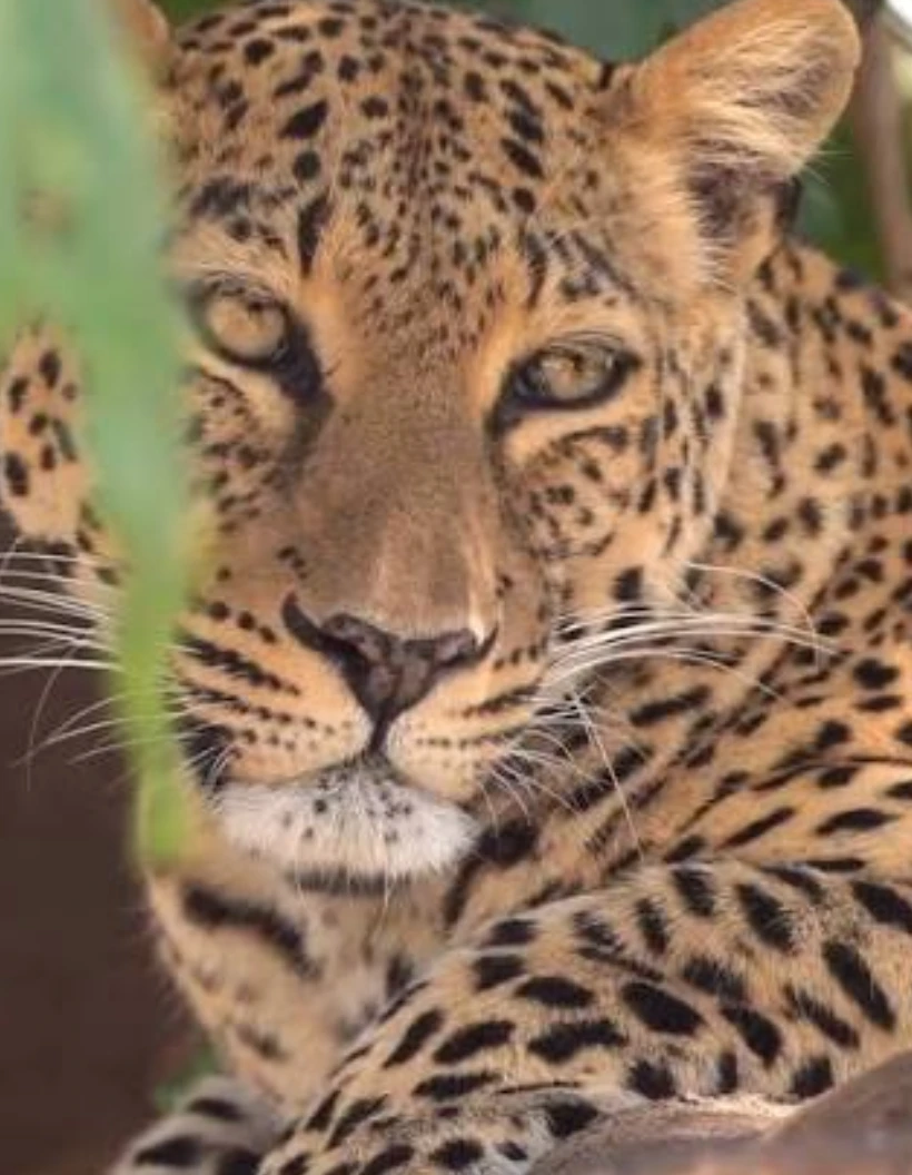 Zambia Travel Guides Wildanimal