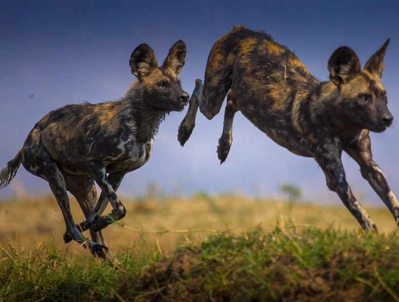 Zambia Travel Guides Wildanimal