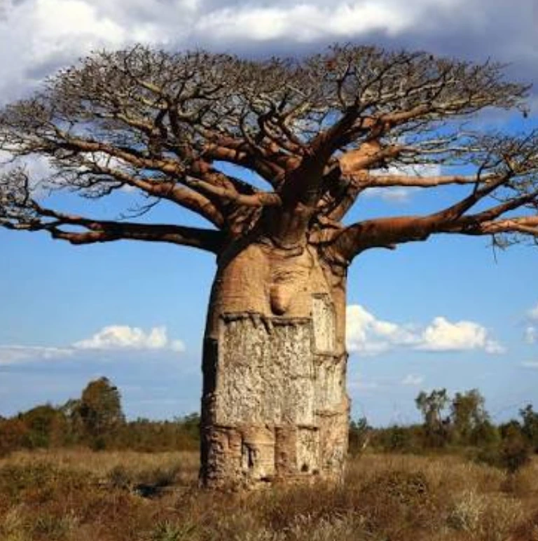 Zimbabwe Travel Guides safari