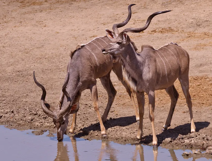 Zimbabwe Travel Guides Wildanimal