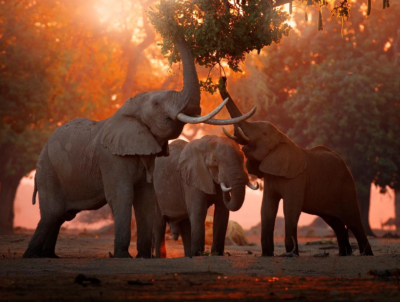 Zimbabwe Travel Guides Wildanimal