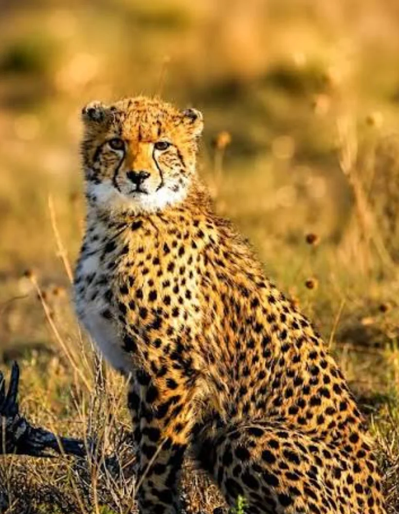 Zimbabwe Travel Guides Wildanimal